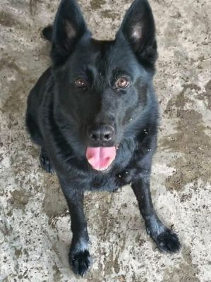 99
CERENA SENIOR IS DOG 99 FOR 2026
