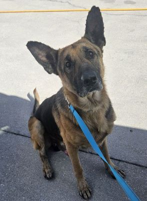 17
MOOSE3 IS DOG 17 FOR 2026
