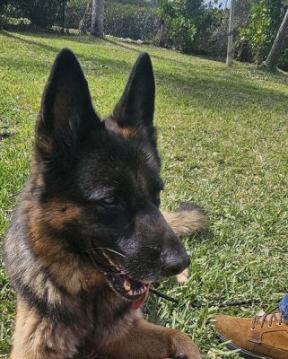 21
BUDDY IS DOG 21 FOR 2026
