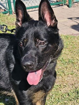 22
LOKI IS DOG 22 FOR 2026
