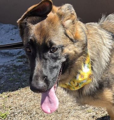 31
PUPPY CANDY IS DOG 31 FOR 2026
