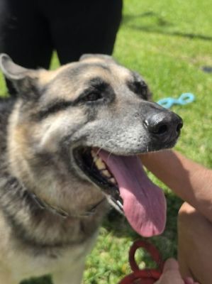 34
SENIOR BEAU IS DOG 34 FOR 2026
