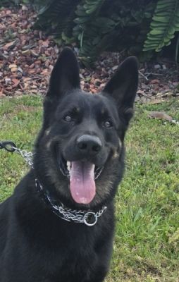 38
KEDO IS DOG 38 FOR 2026
