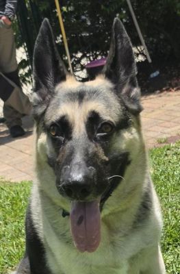 52
MOOSE IS DOG 52 FOR 2026
