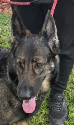54
JAGA IS DOG 54 FOR 2026
