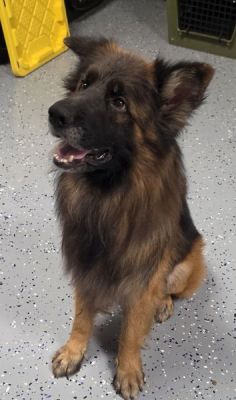 72
HARRY IS DOG 72 FOR 2026
