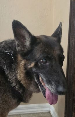 94
SAMMY SENIOR FEMALE IS DOG 94 FOR 2026
