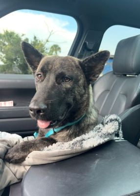90
PUPPY DUTCHY IS DOG 90 FOR 2025    
