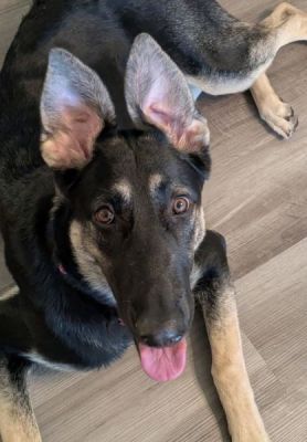 PUPPY SASHA
PUPPY SASHA IS DOG 19 FIOR 2026
