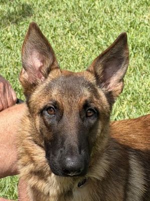 53
RALPHY IS DOG 53 FOR 2026
