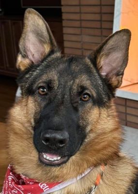 39
BRUNO IS DOG 39 FOR 2026
