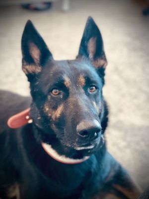 26
ZENA3 IS DOG 26 FOR 2026
