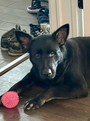 25
KORA IS DOG 25 FOR 2026
