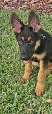61
PUPPY RAYLAN IS DOG 61 FOR 2025
