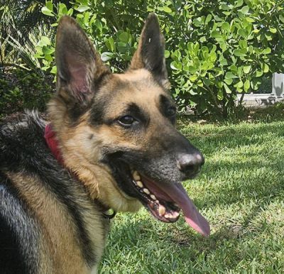 64
apollo is dog 64 for 2025
