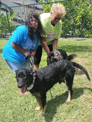 1793
HARLEY WIYTH NEW MOM LINDA AND SIS SHELBY DOG 1793
