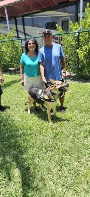 1797
APOLLO WITH NMEW DAD PETER AND MOM FABIOLA DOG 1797
