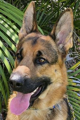 80
ROCCO IS DOG 80 FOR 2025
