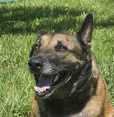 81
MAX THE SENIOR MAL IS DOG 81NFOR 2025
