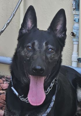 83
LUNA35 IS DOG 83 FOR 2025

