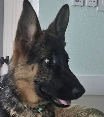 89
PUPPY ZARA IS DOG 89 FOR 2025
