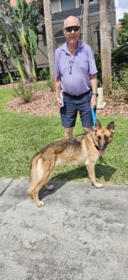 1827
PUPPY ZARAWITH NEW DAD TED OG 1827
