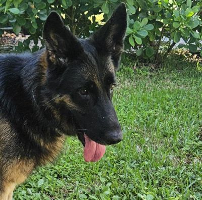 103
RAGNAR IS DOG 103 FOR 2025
