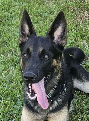 108
PUPPY CAESAR IS DOG 108 FOR 2025
