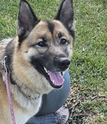 112
YELLA IS DOG 112 FOR 2025
