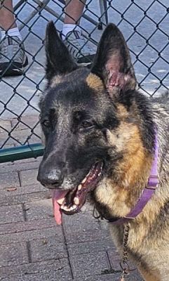 114
BAILEY IS DOG 114 FOR 2025
