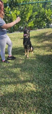 1852
BEAR 22 WITH NEW MOM ALEXA DOG 1852
