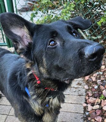 4
BUSTER IS DOG 4 FOR 2026
