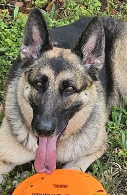 3
ROSIE2 IS DOG 3 FOR 2026
