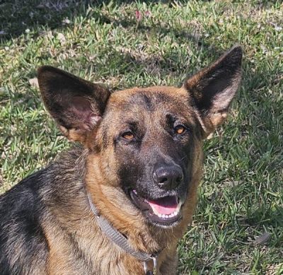 5
LUNA45 IS DOG 5 FOR 2026
