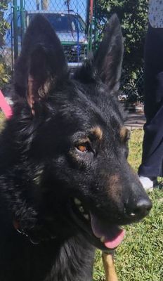 9
ADA IOS DOG 9 FOR 2026
