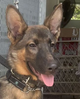 75
PUPPY SABLE IS DOG 75 FOR 2025
