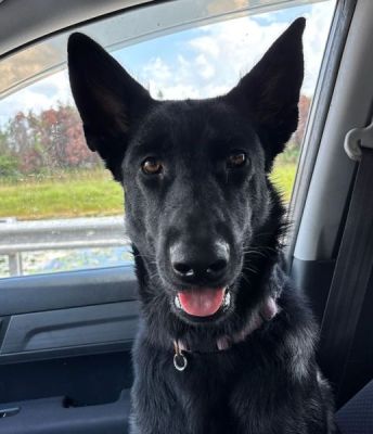 82
PUPPY FRYEA IS DOG 82 FOR 2025
