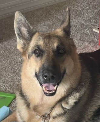 84
GRIMM IS DOG 84 FOR 2025
