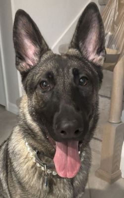 87
XARA PRONOUNCED ZARA IS DOG 87 FOR 2025
