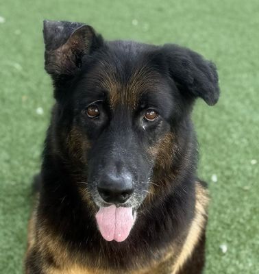 107
RANBO IS DOG 107 FOR 2025
