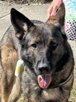 12
XENA IS DOG 12 FOR 2025
